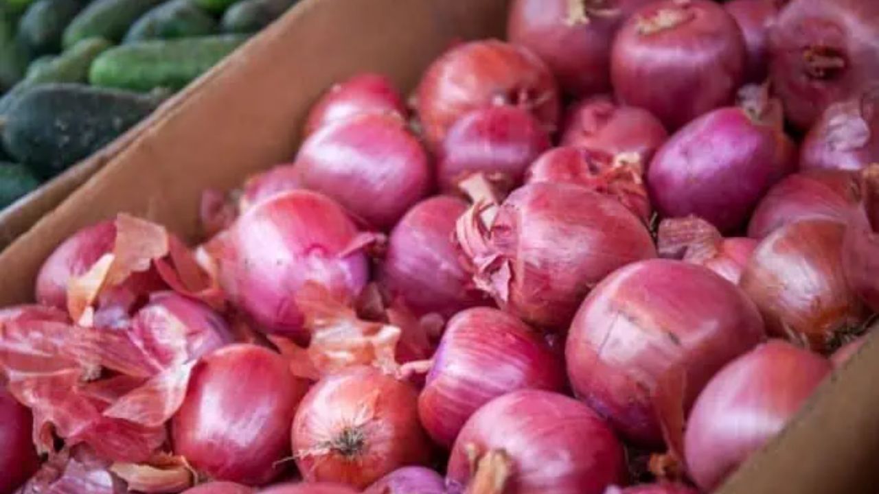 Usthadian Academy / Government Approval of Onion Export to Friendly Countries | 06 apr 2024 Usthadian Academy / Government Approval of Onion Export to Friendly Countries